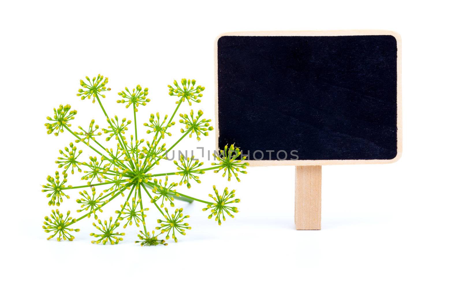 dill with letter plate, on a white background