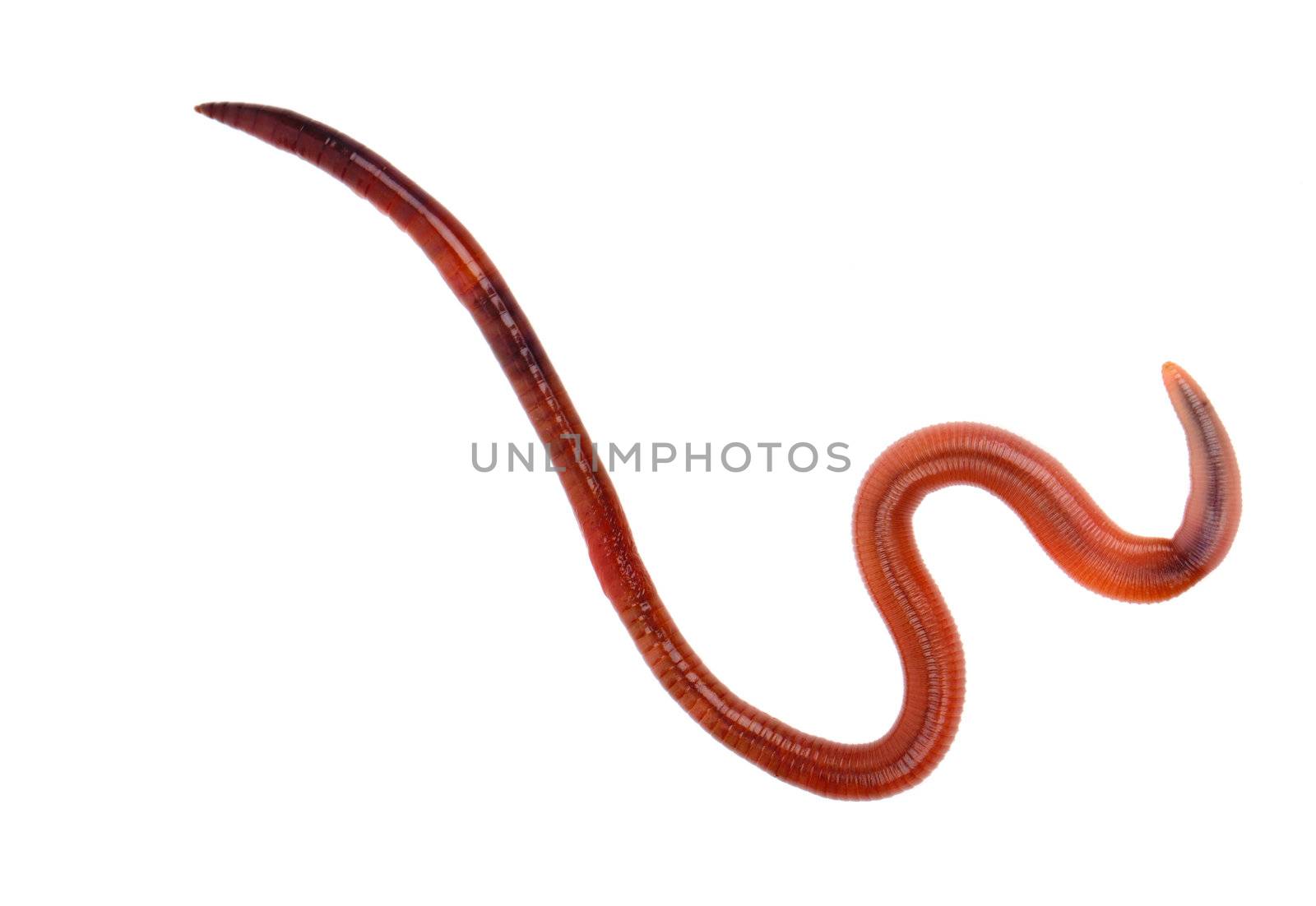 animal earthworm isolated on white