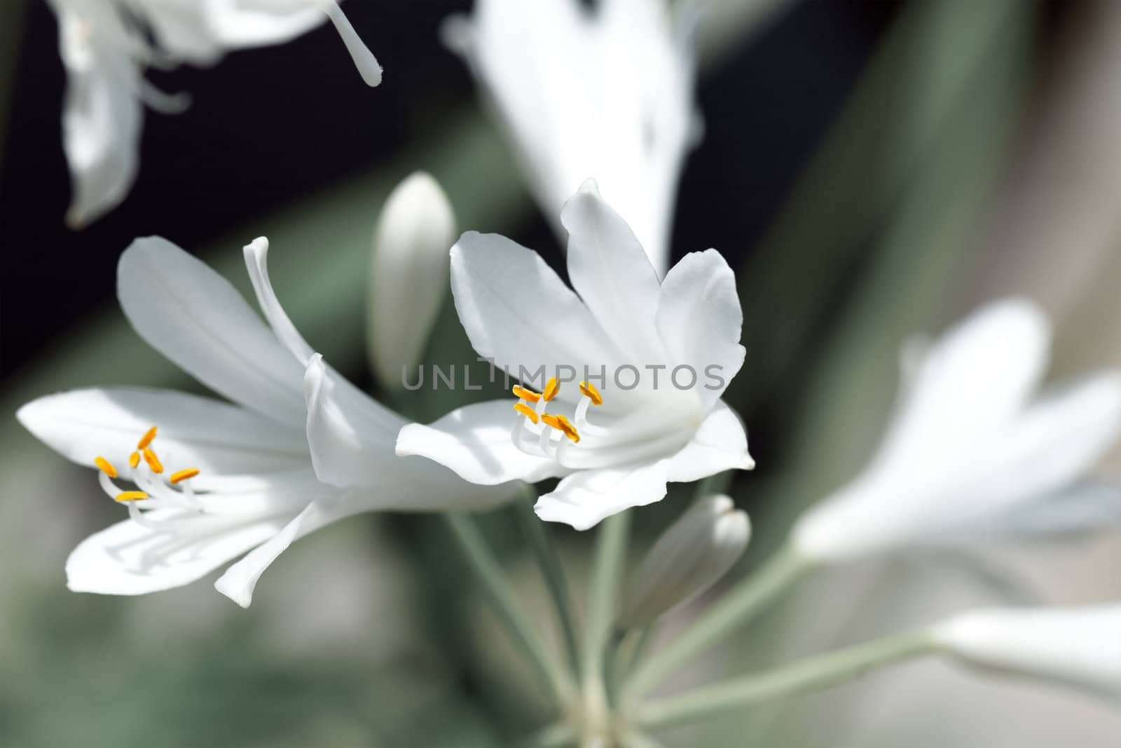 Agapanthus flower in the botanical garden. growing in South Africa, known as Lily of the Nile ; African lily