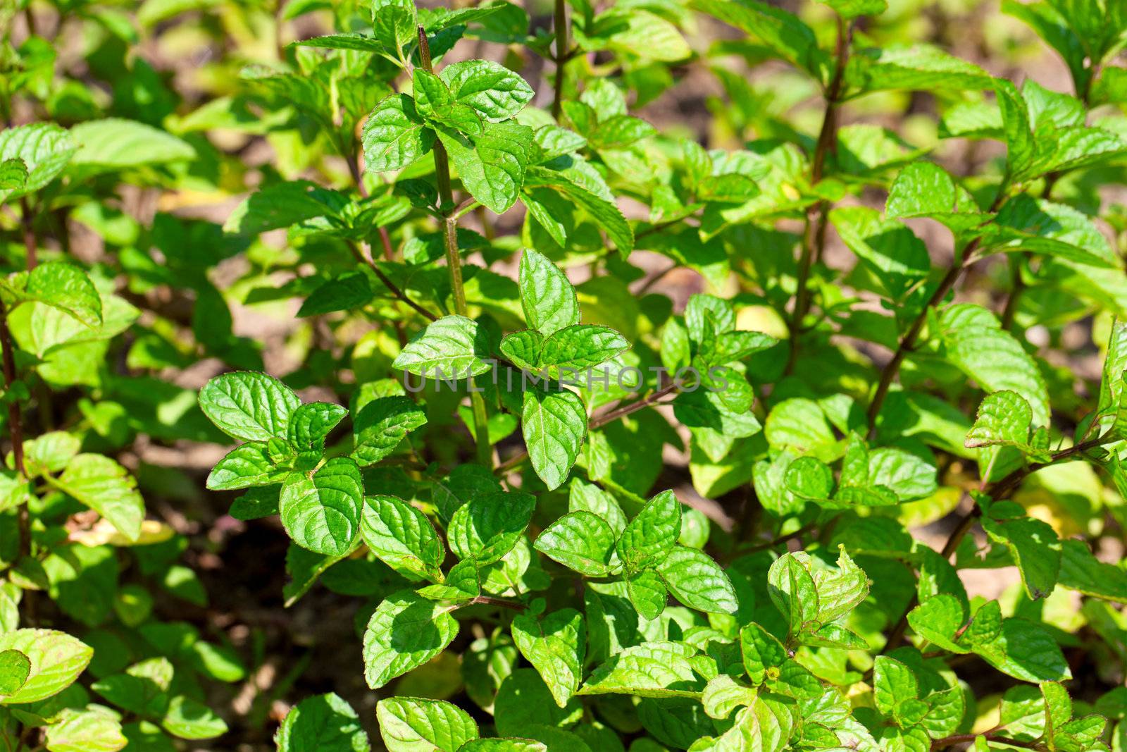 Mentha plant in tghe garden.