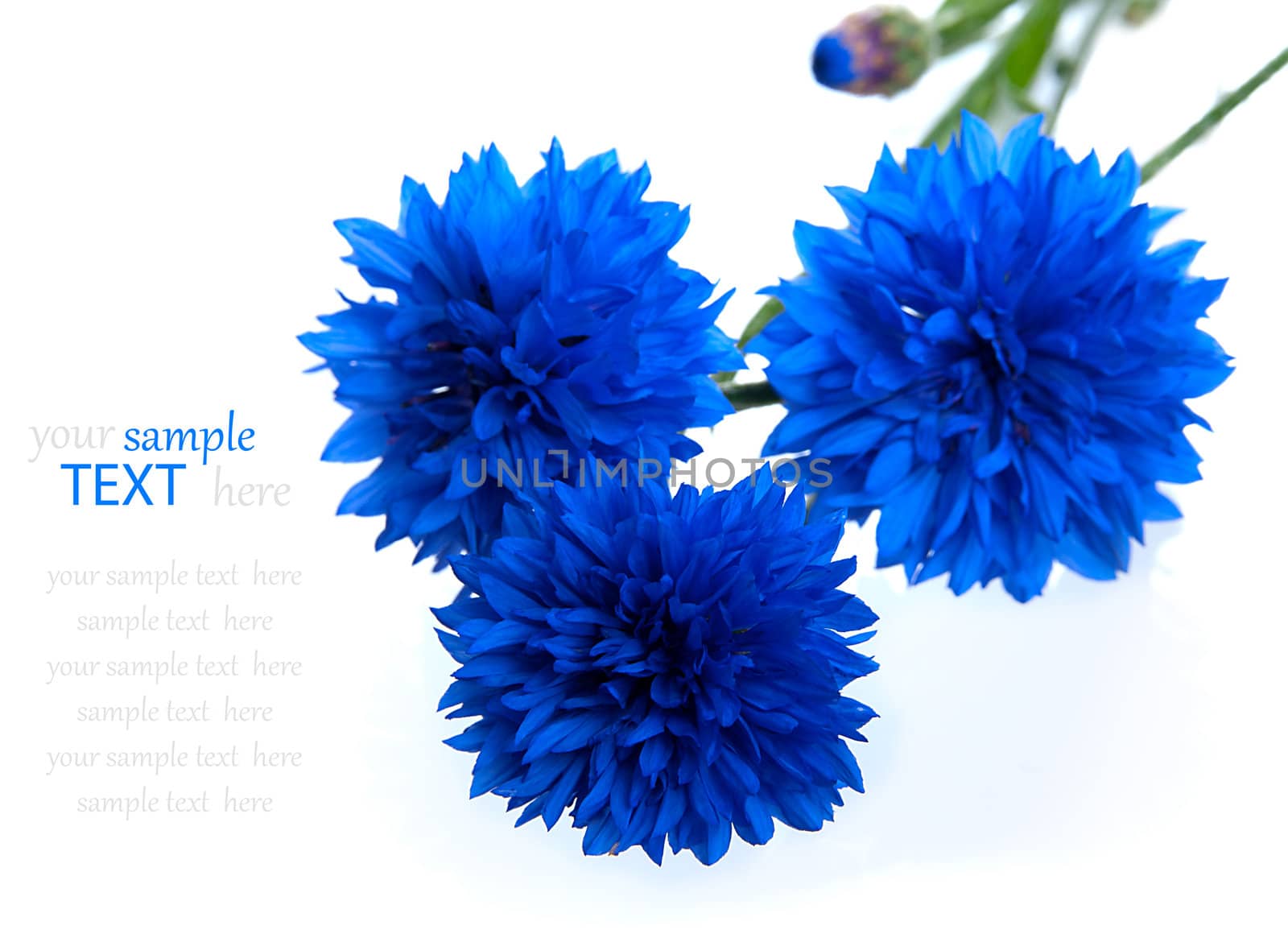 Blue Cornflower Flower  (Centaurea cyanus), isolated on White Background