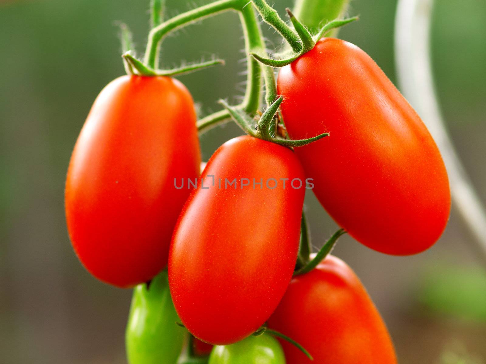 growing fresh red tomatoes with green leaves, in the vegetable garden