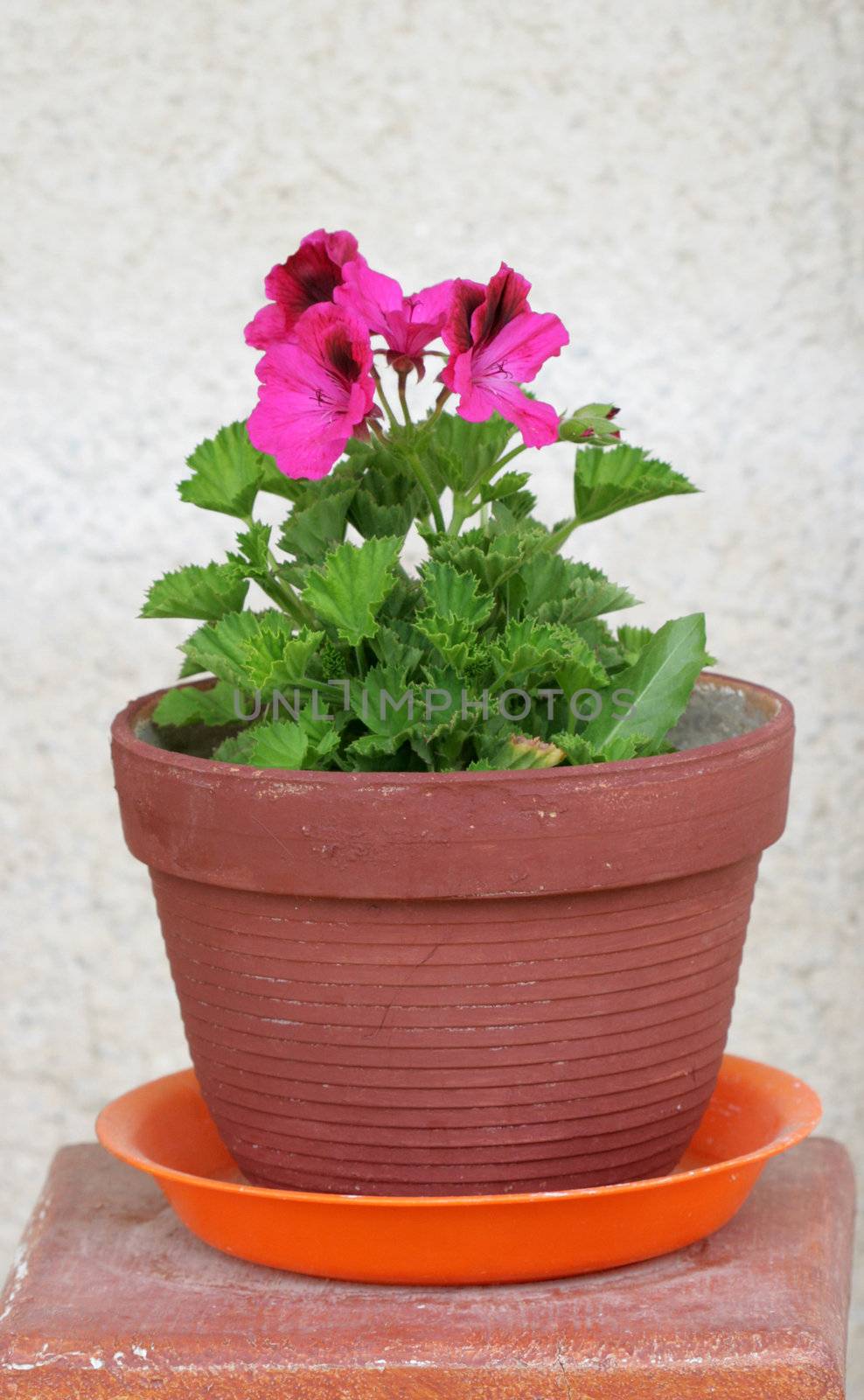 Outdoor flower pots for small garden