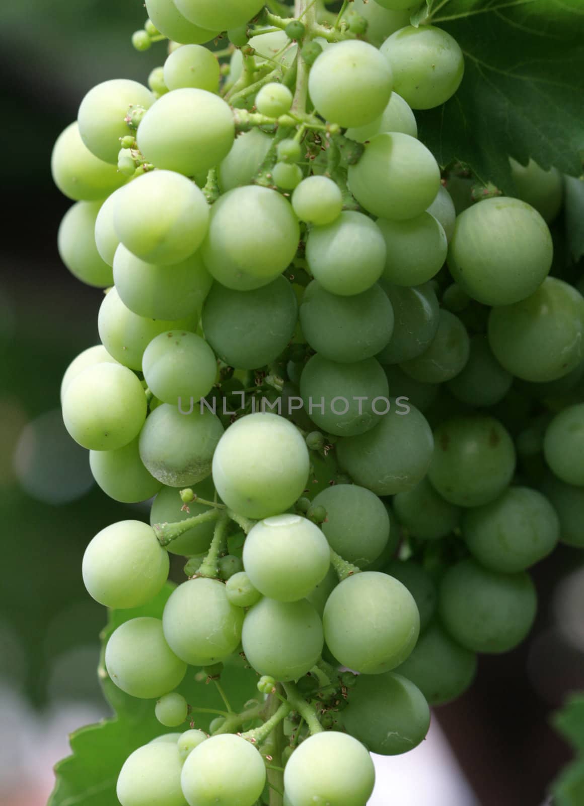 green grape by nehru