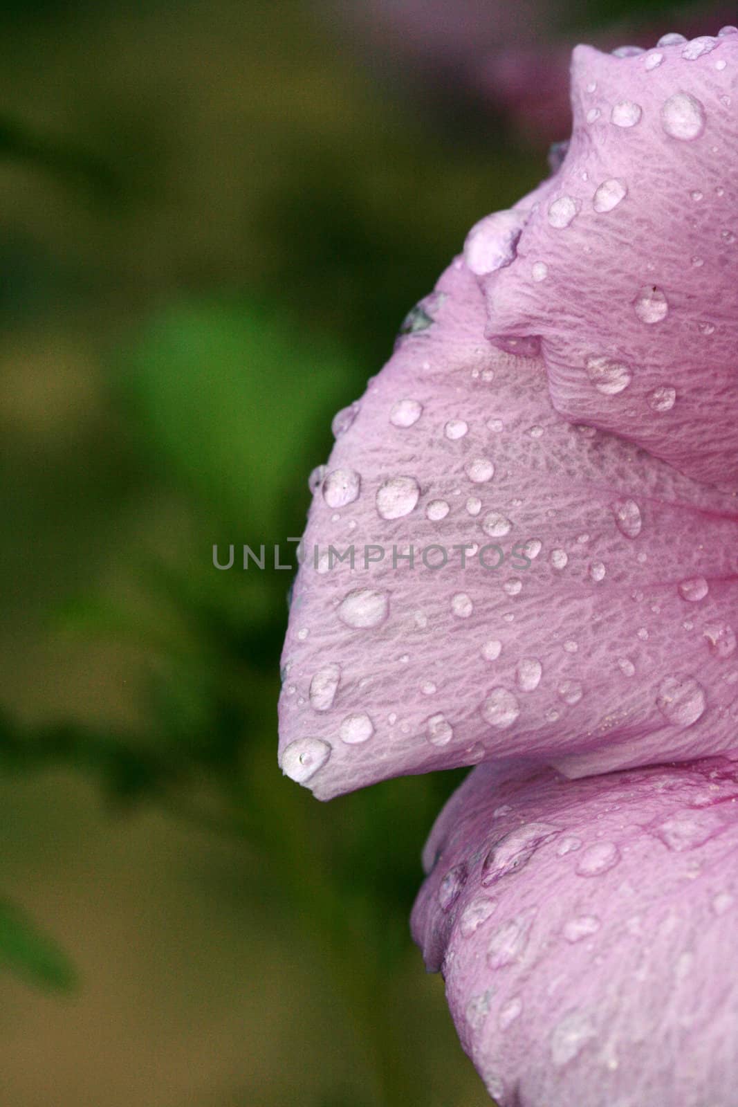 waterdrops on a flower by nehru