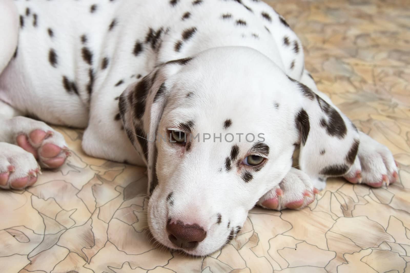 Puppy spotted dogs lying on the floor