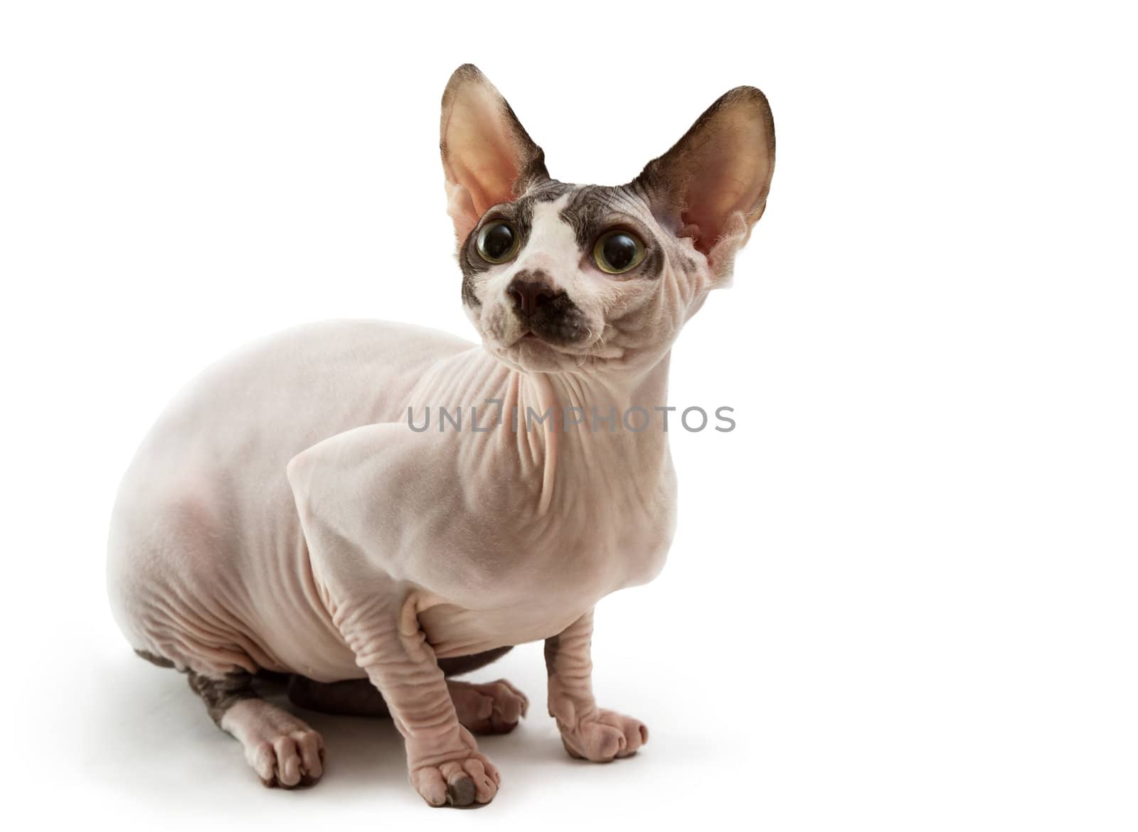 Young cat sphynx isolated on a white background