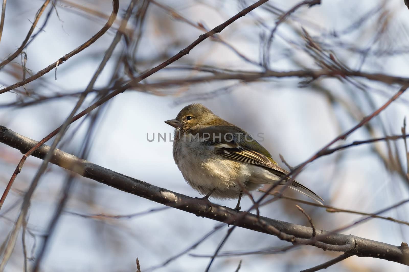 Yellowhammer (Emberiza citrinella ) sitting on a branch