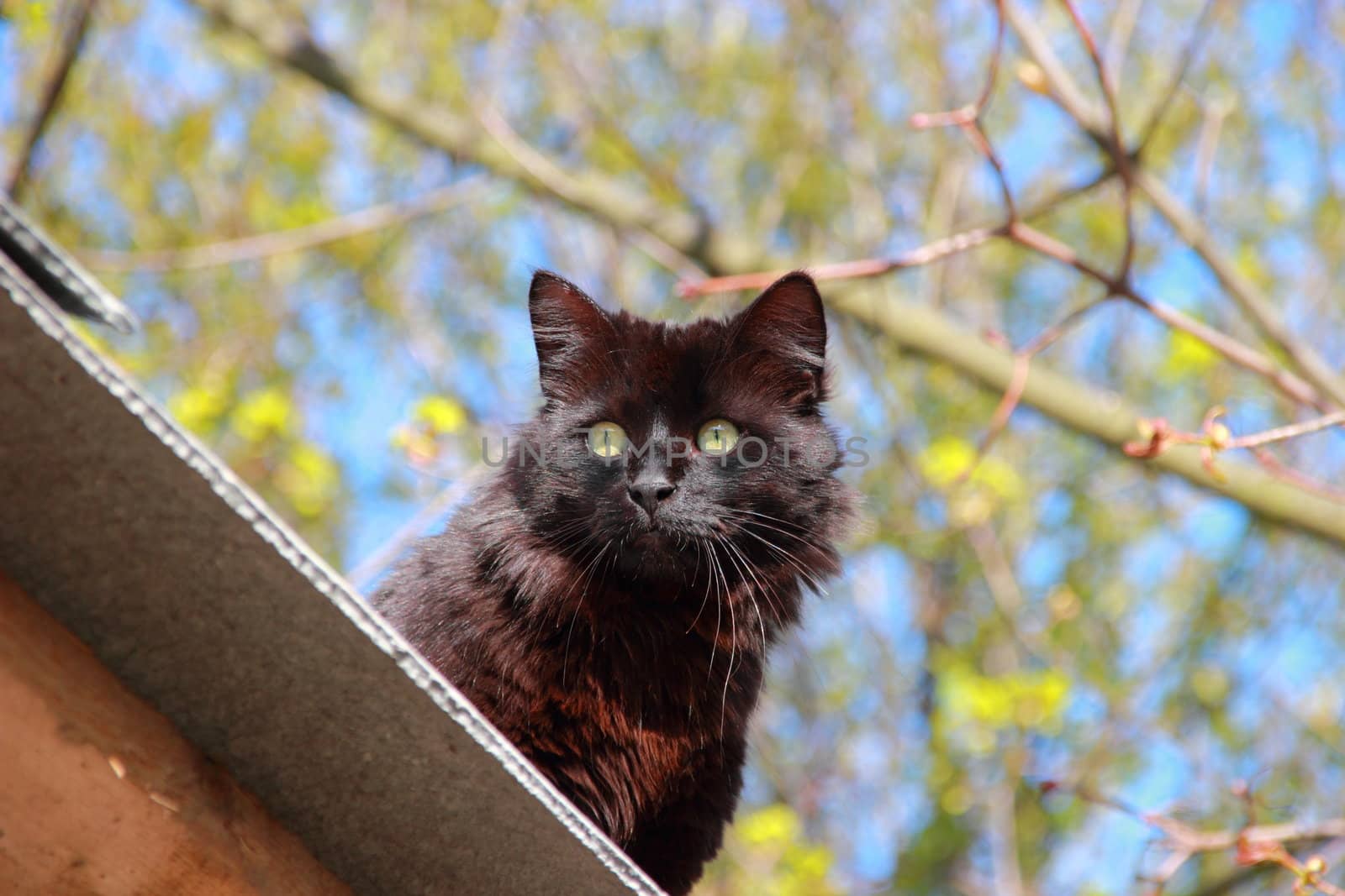 Black fluffy cat . Blue and green background