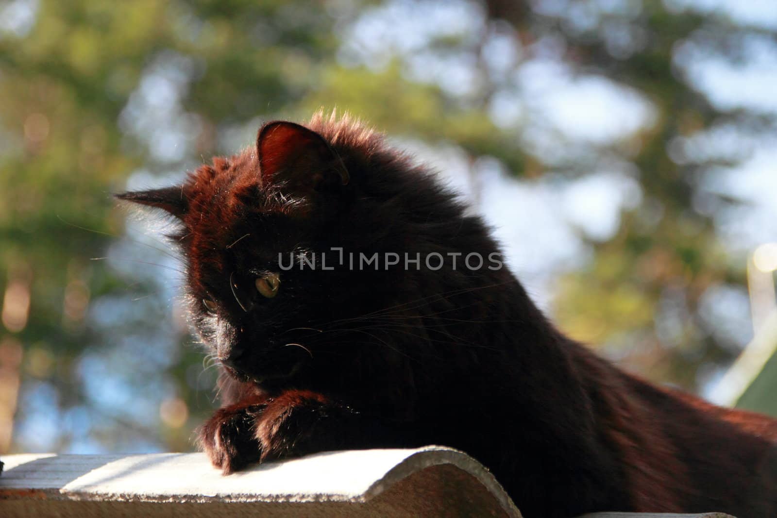 Black fluffy cat by Metanna