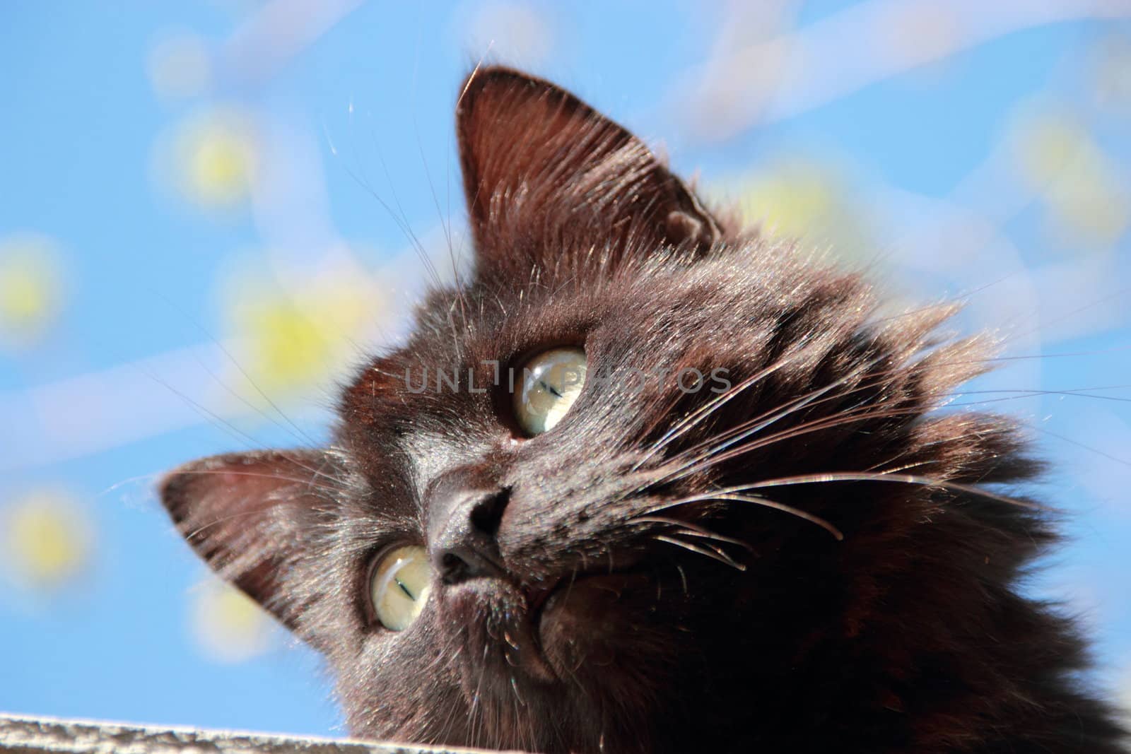 Black fluffy cat . Blue and green background