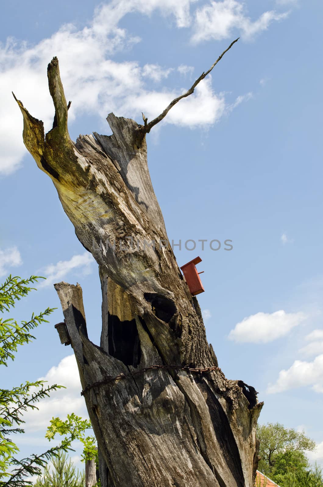 Old empty tree trunk strengthen with rusty chain and bird nesting box on sky background.
