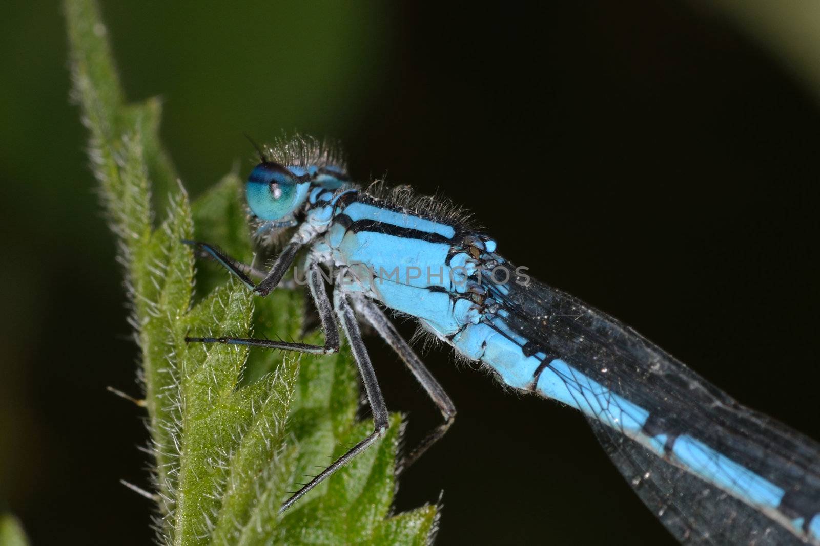 Close up of blue dragonfly on nettle leaf