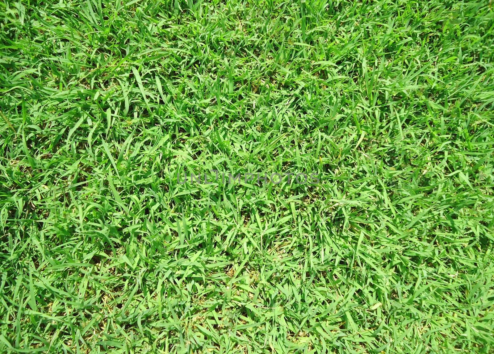 Grass background                              