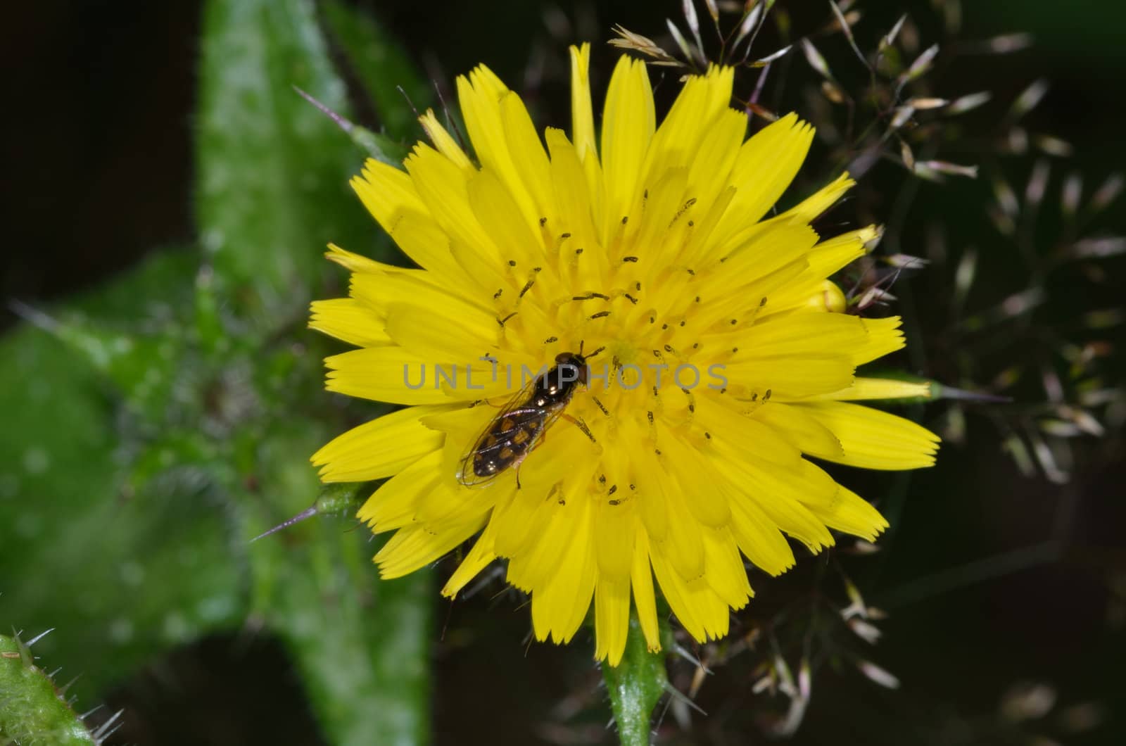 Close up of Hoverfly on yellow flower