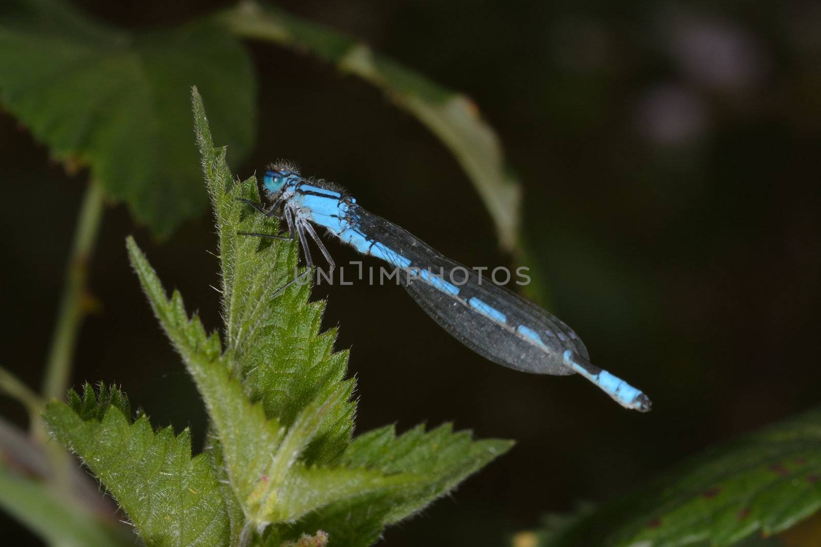 Blue dragonfly on stinging nettles