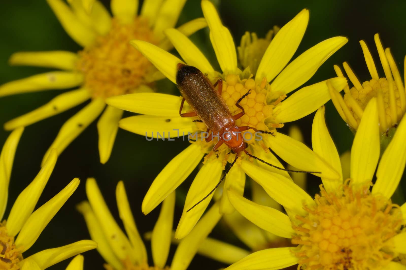 Red Sodier beetle on feeding on ragwort