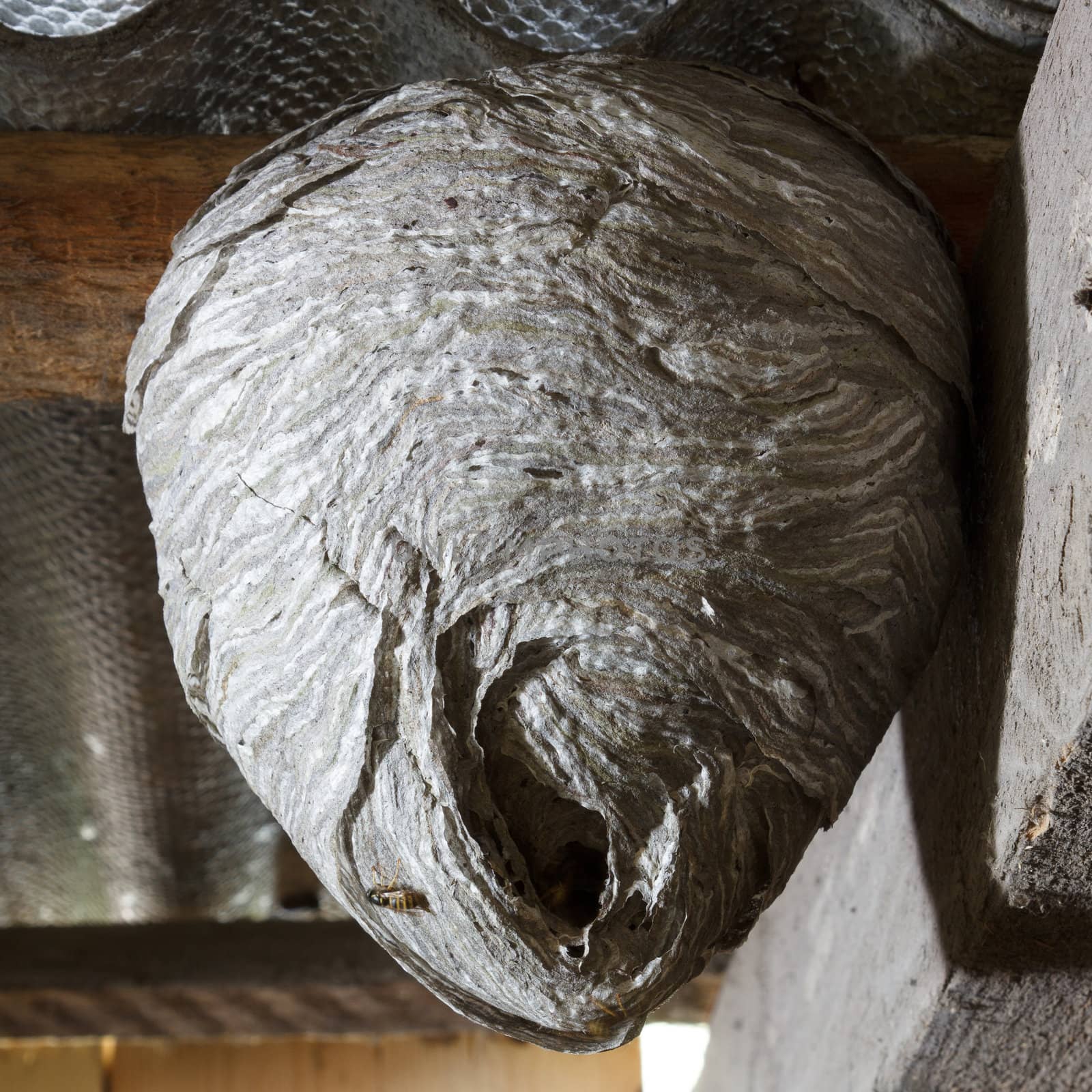 Wasps nest hanging from the roof