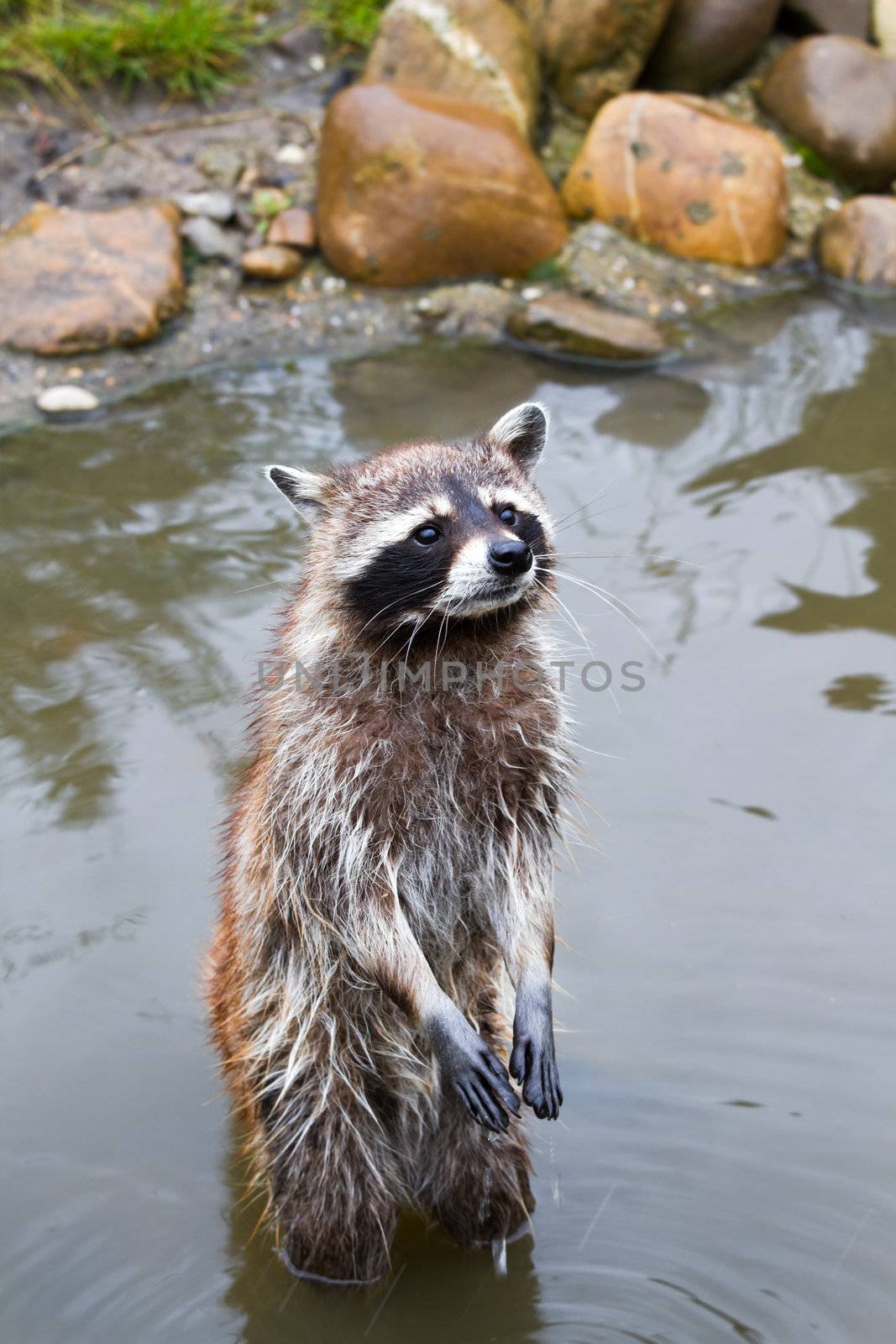 Common raccoon or Procyon lotor standing in water