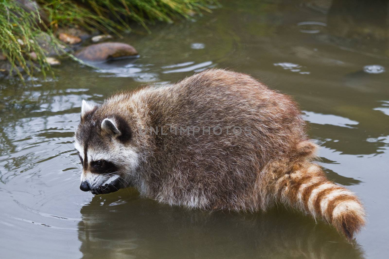 Common raccoon or Procyon lotor searching for food in water
