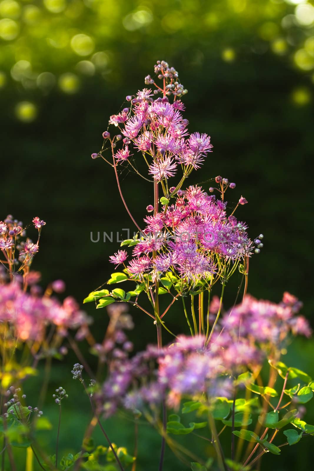 Thalictrum aquilegifolium 'Thundercloud', Greater Meadow Rue or Columbine Meadow Rue in evening sunshine in the garden in spring