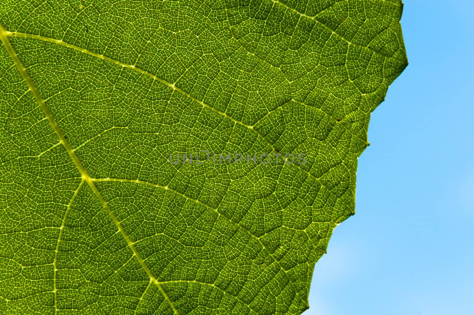 Grape leaf textured part at back view and outdoors