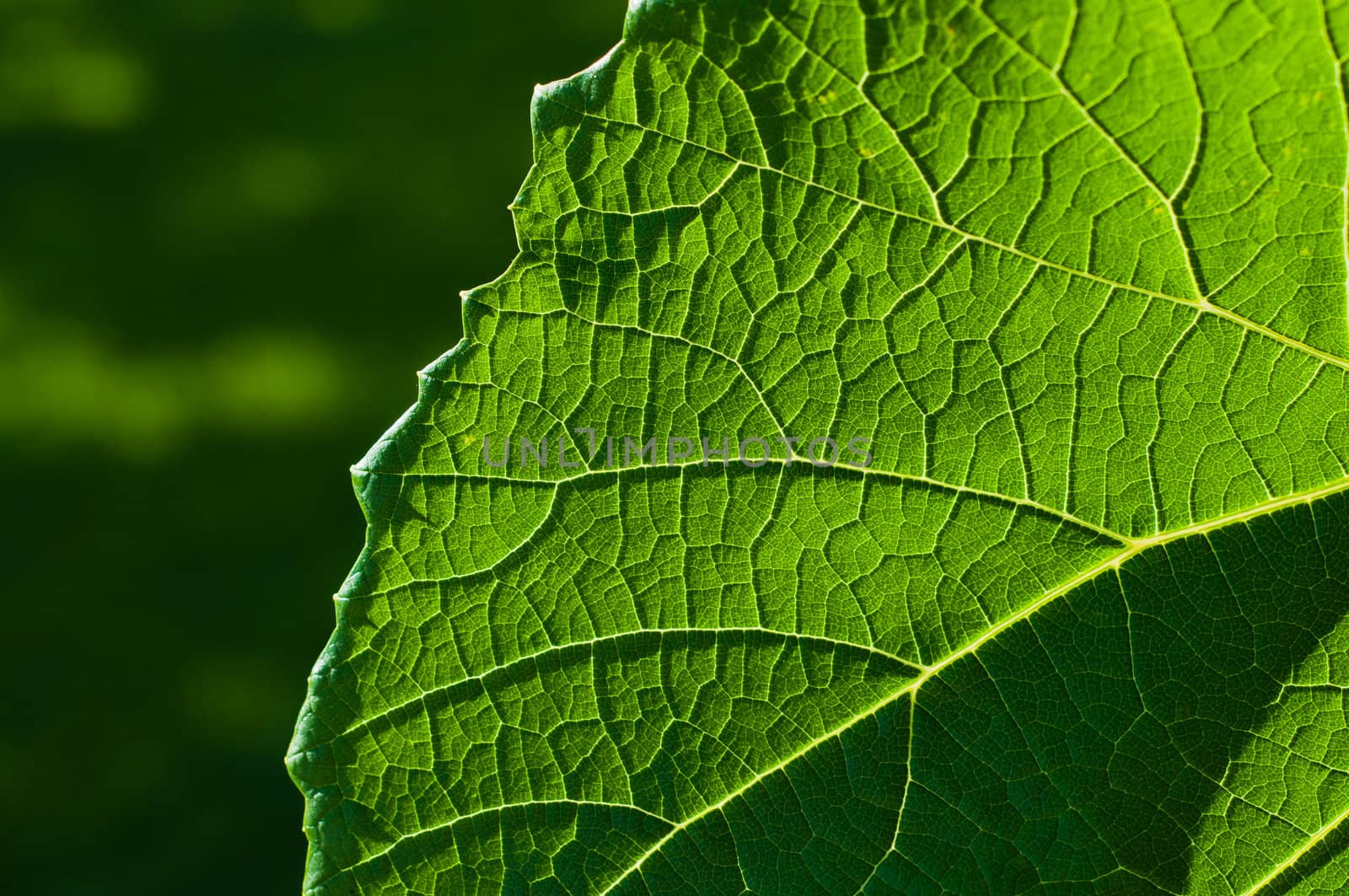 Grape leaf textured part at front view and outdoors
