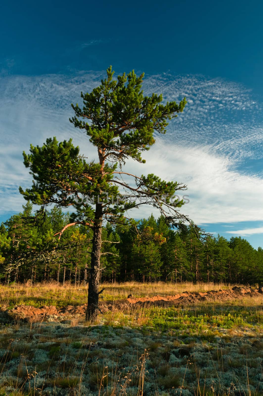 Lonely tree at forest outskirts by dmitryelagin