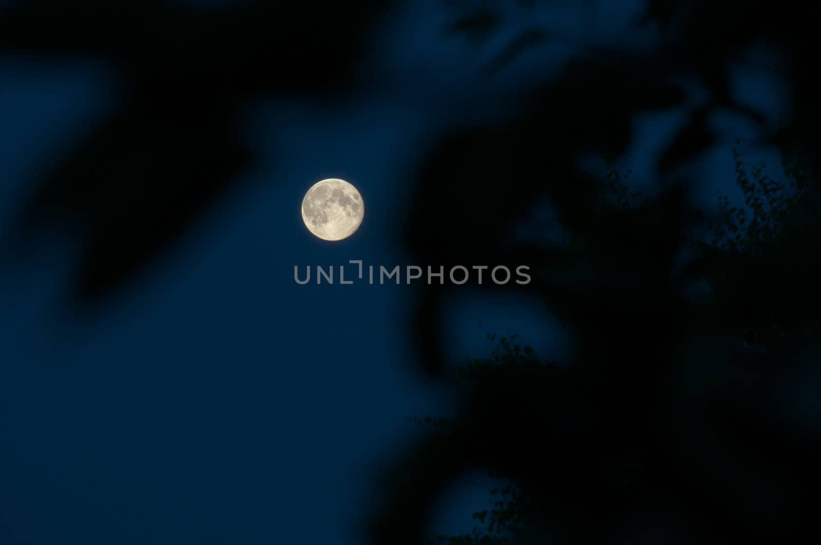 Moon view through branches at dark night with clear sky