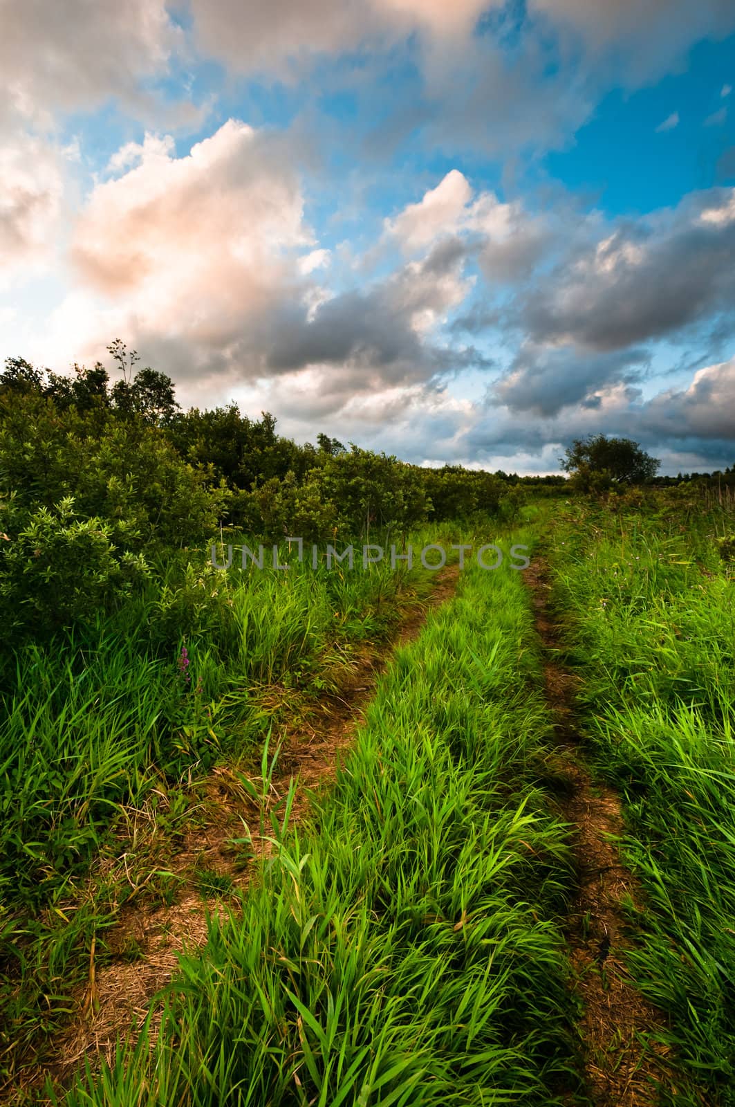 Rural grass way tracks at sunrise by dmitryelagin