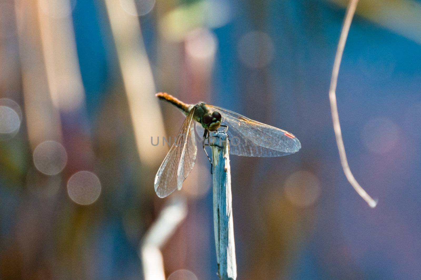 Dragonfly sits on old wooden stem with blurry background