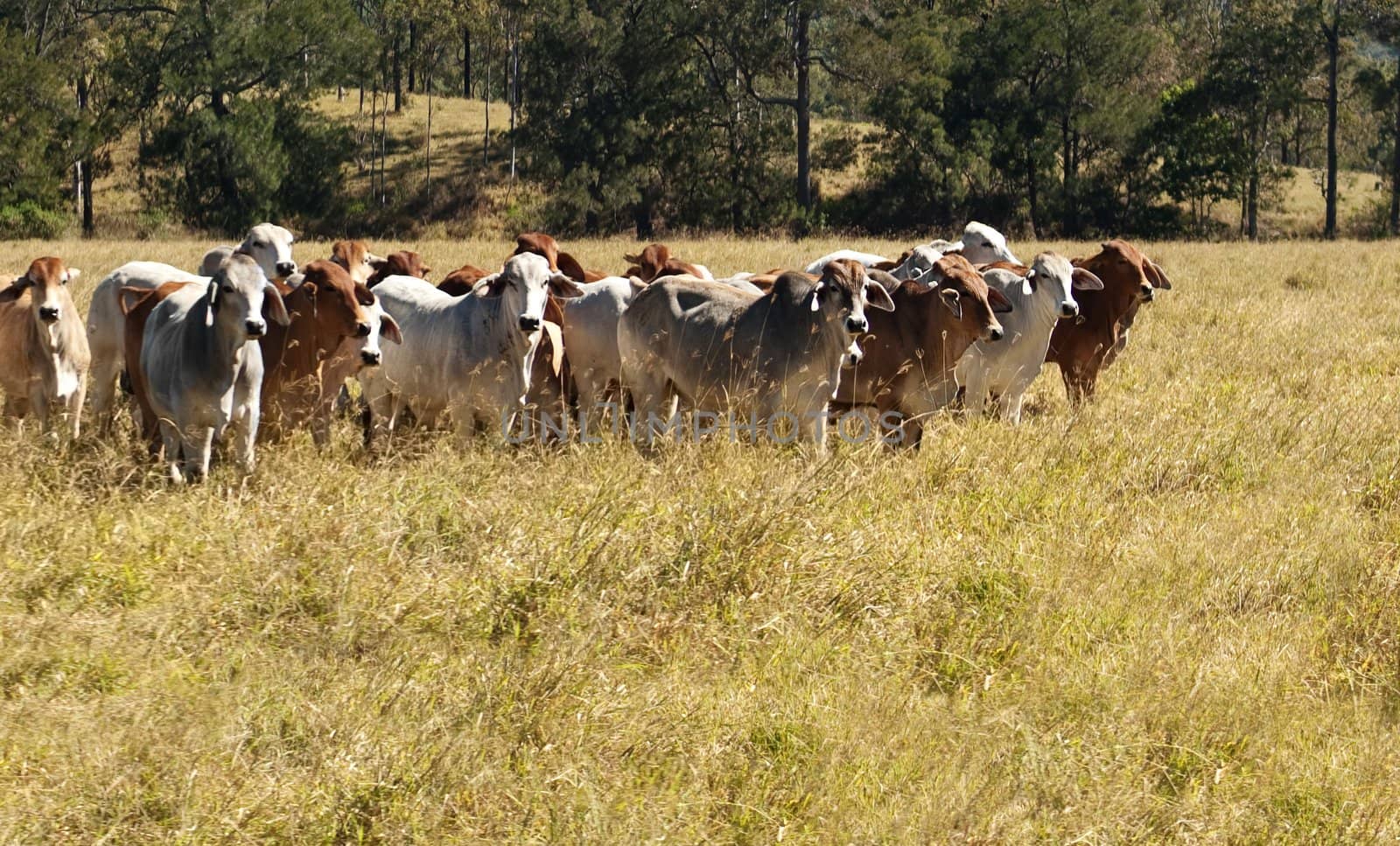 Australian Primary Industry Agriculture Beef Cattle herd of red and grey brahman cows