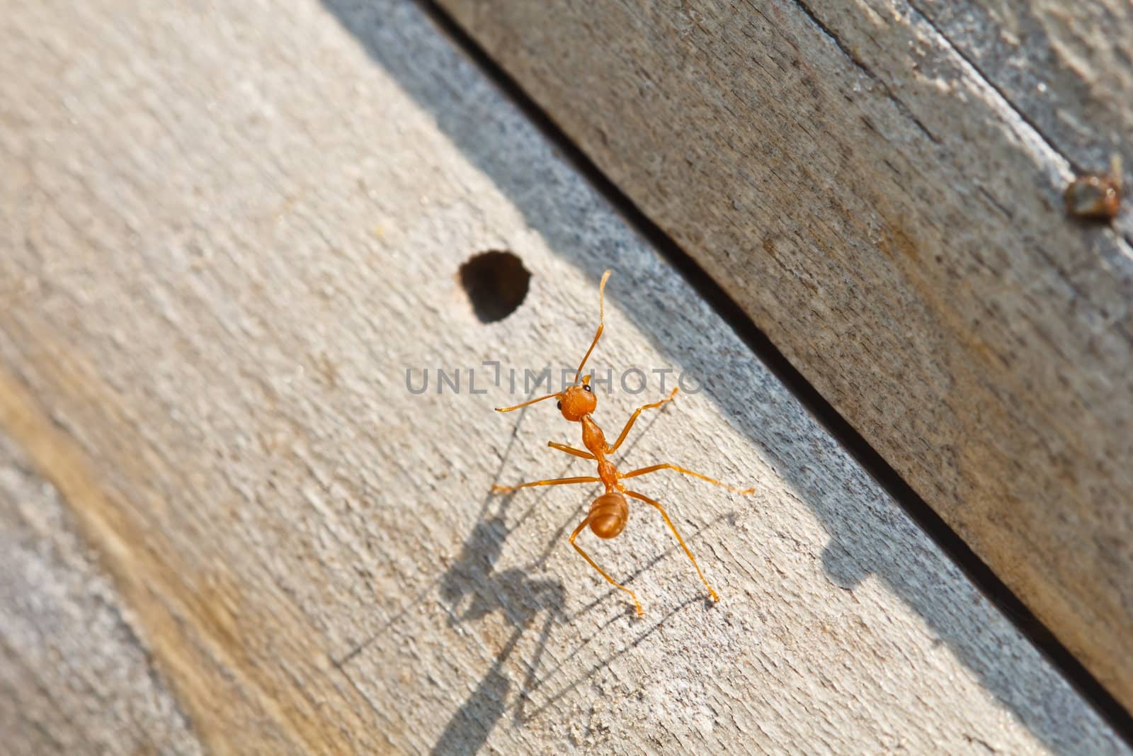 Ant are walking on wood