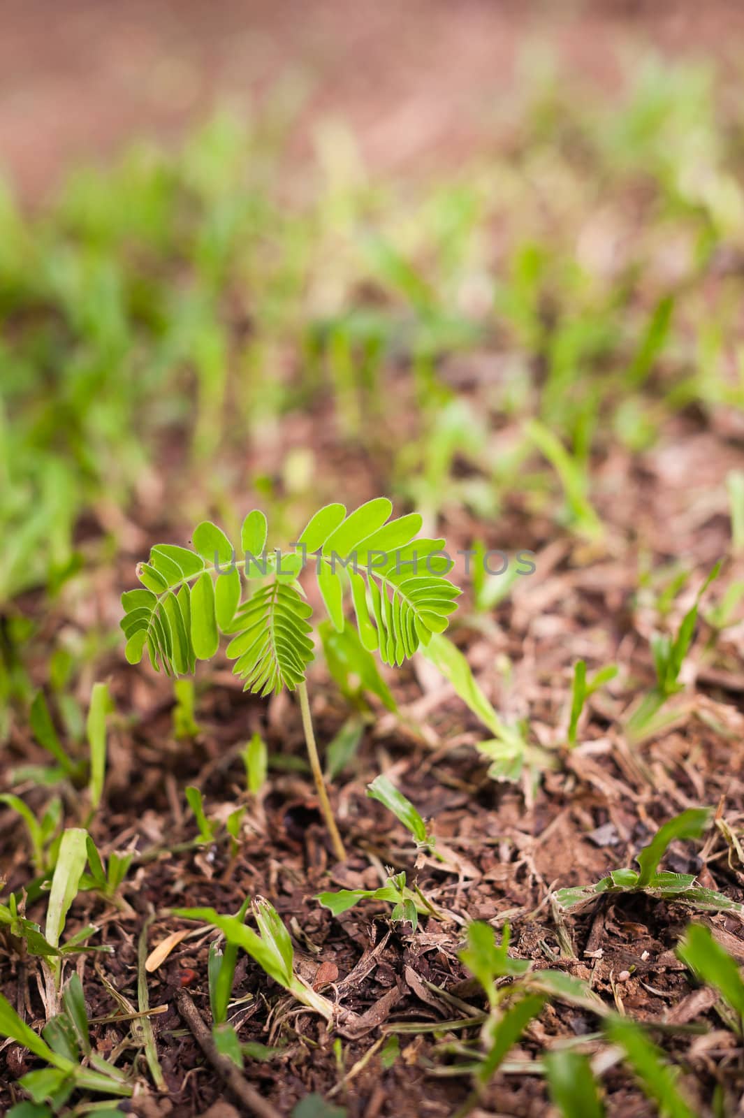 Plant growing from soil on ground with green grass