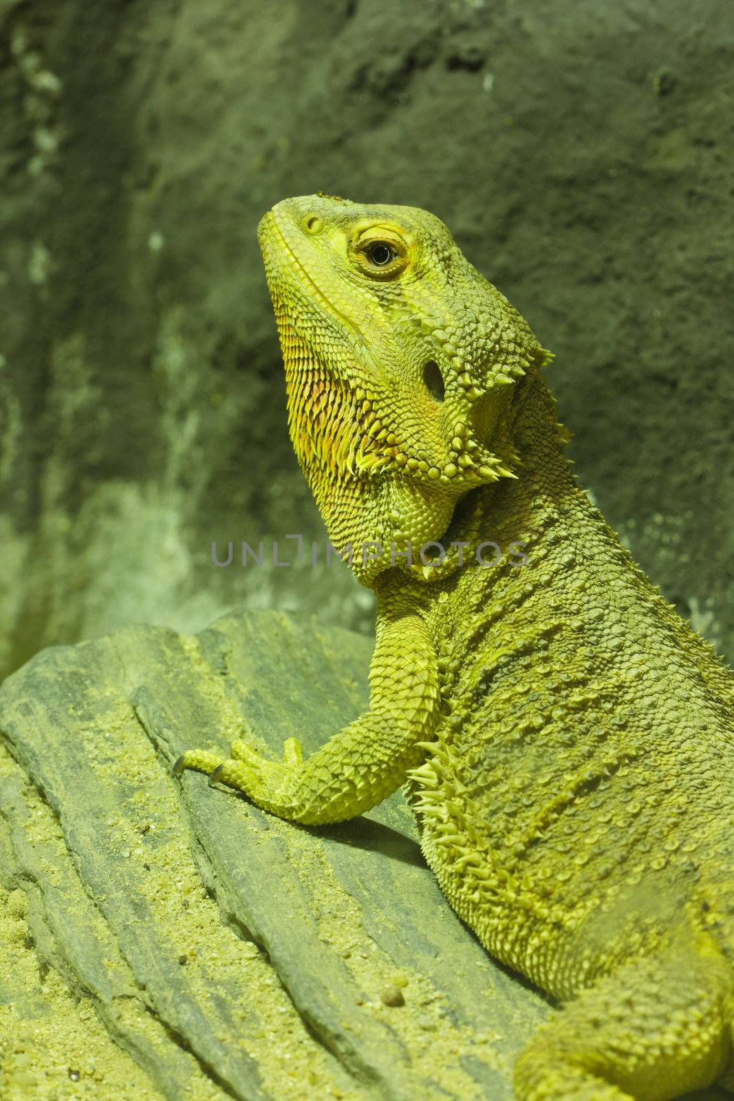 The brown chameleon, iguana in the farm.