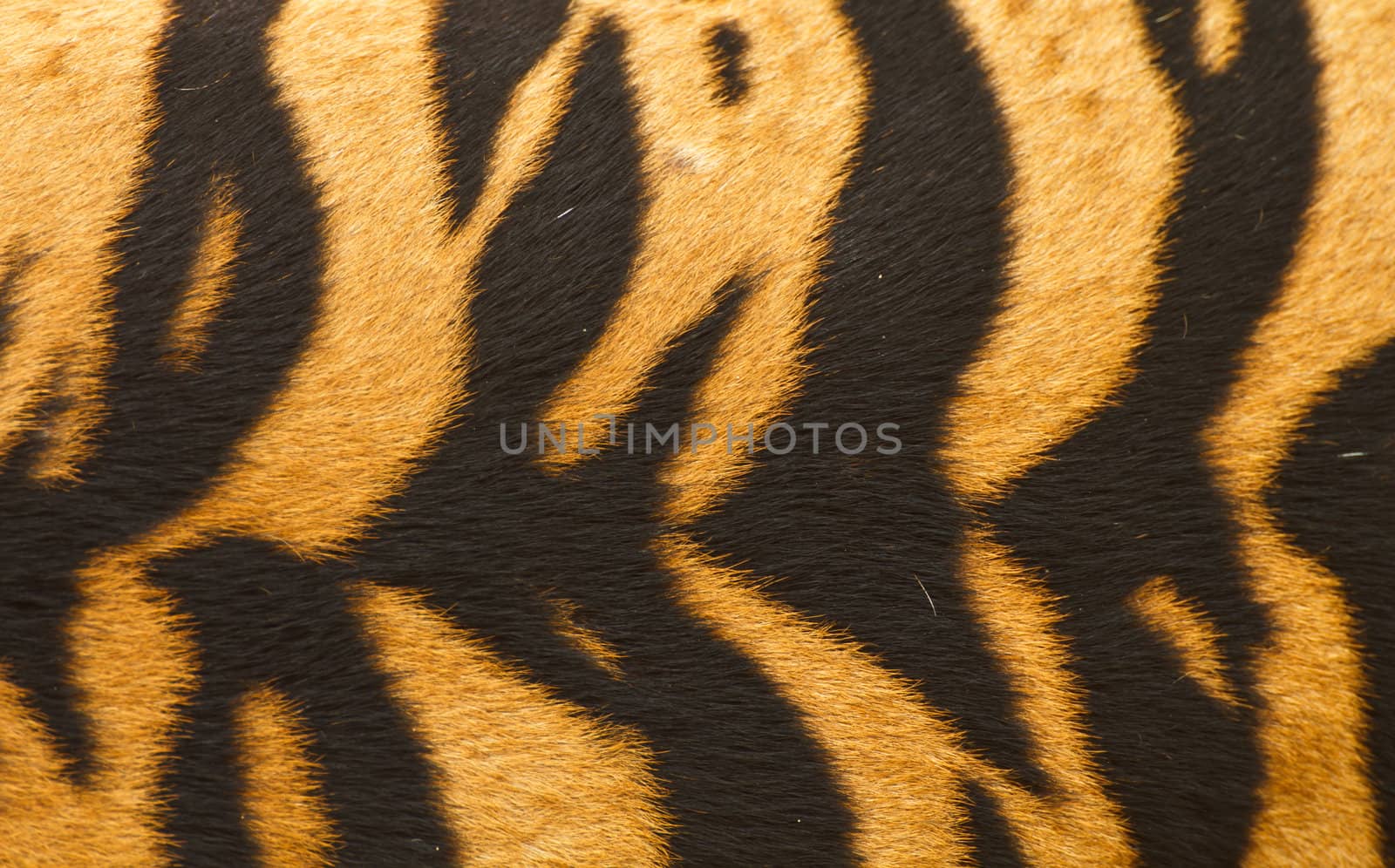 Texture of real tiger skin fur.