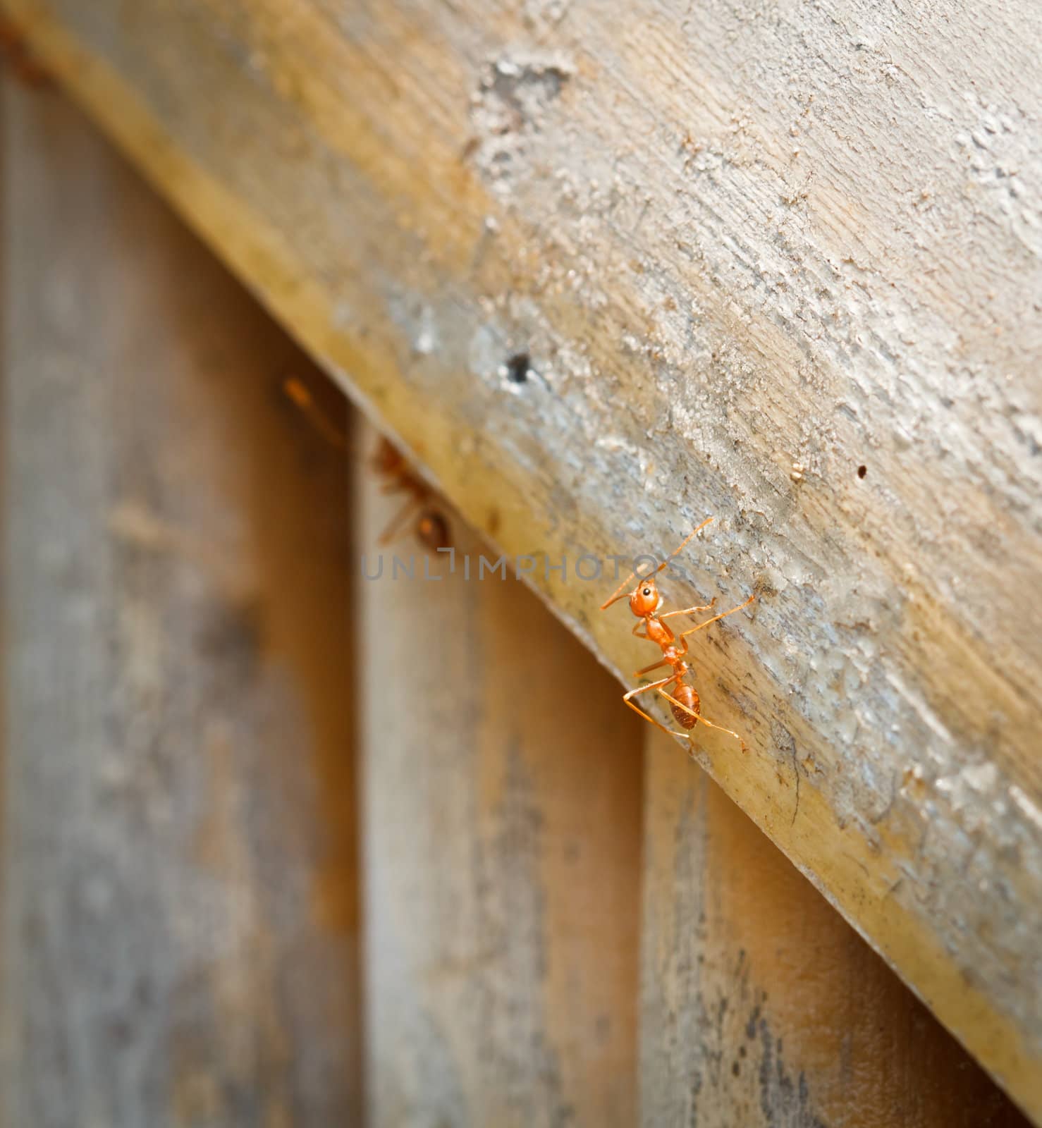 Ant are walking on wood.