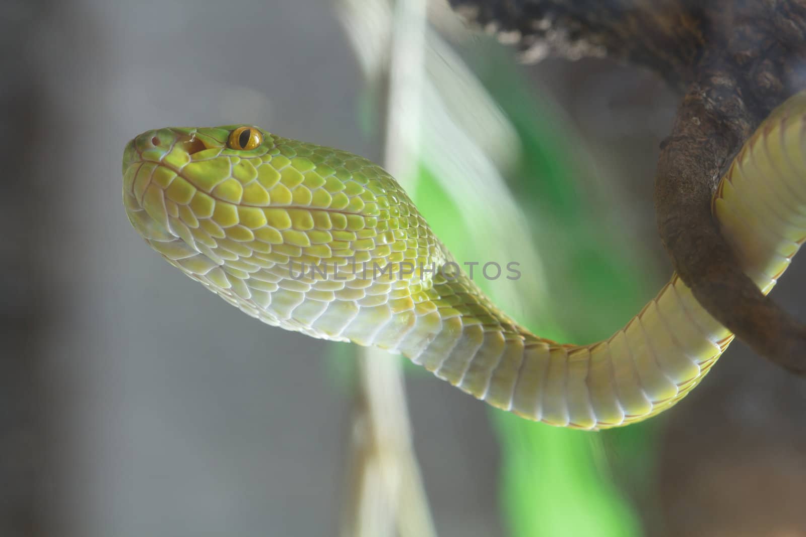 The green snake is toxic.