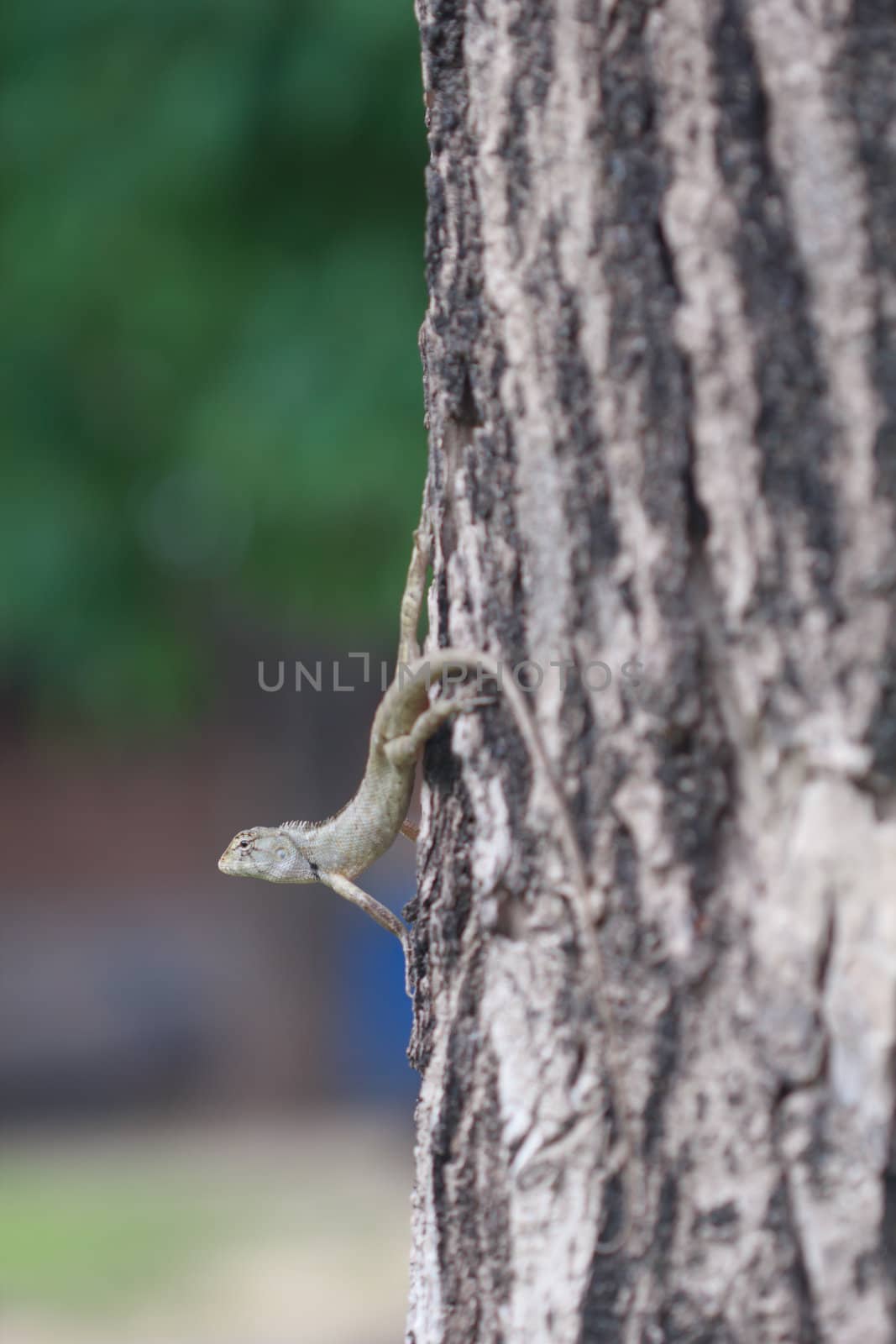 Chameleons in the trees looking for prey.