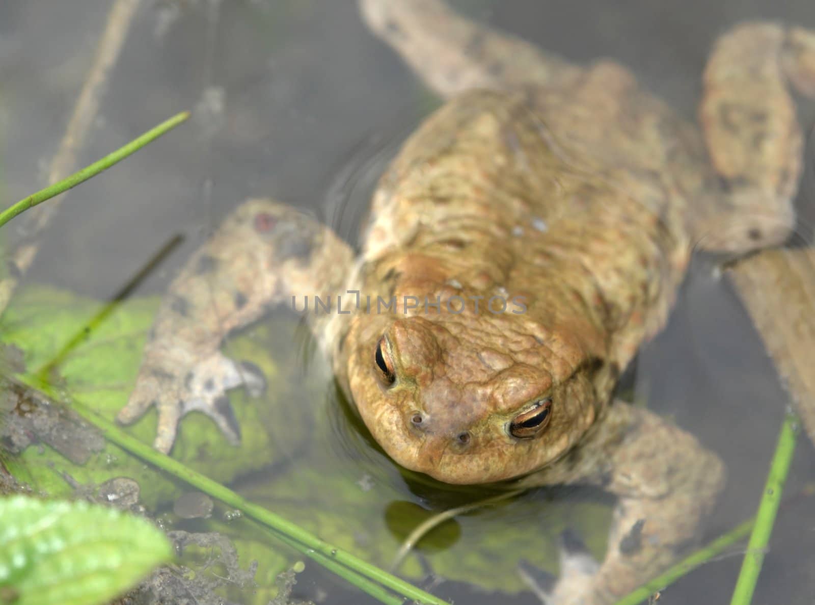 common toad in wet ambiance by gewoldi