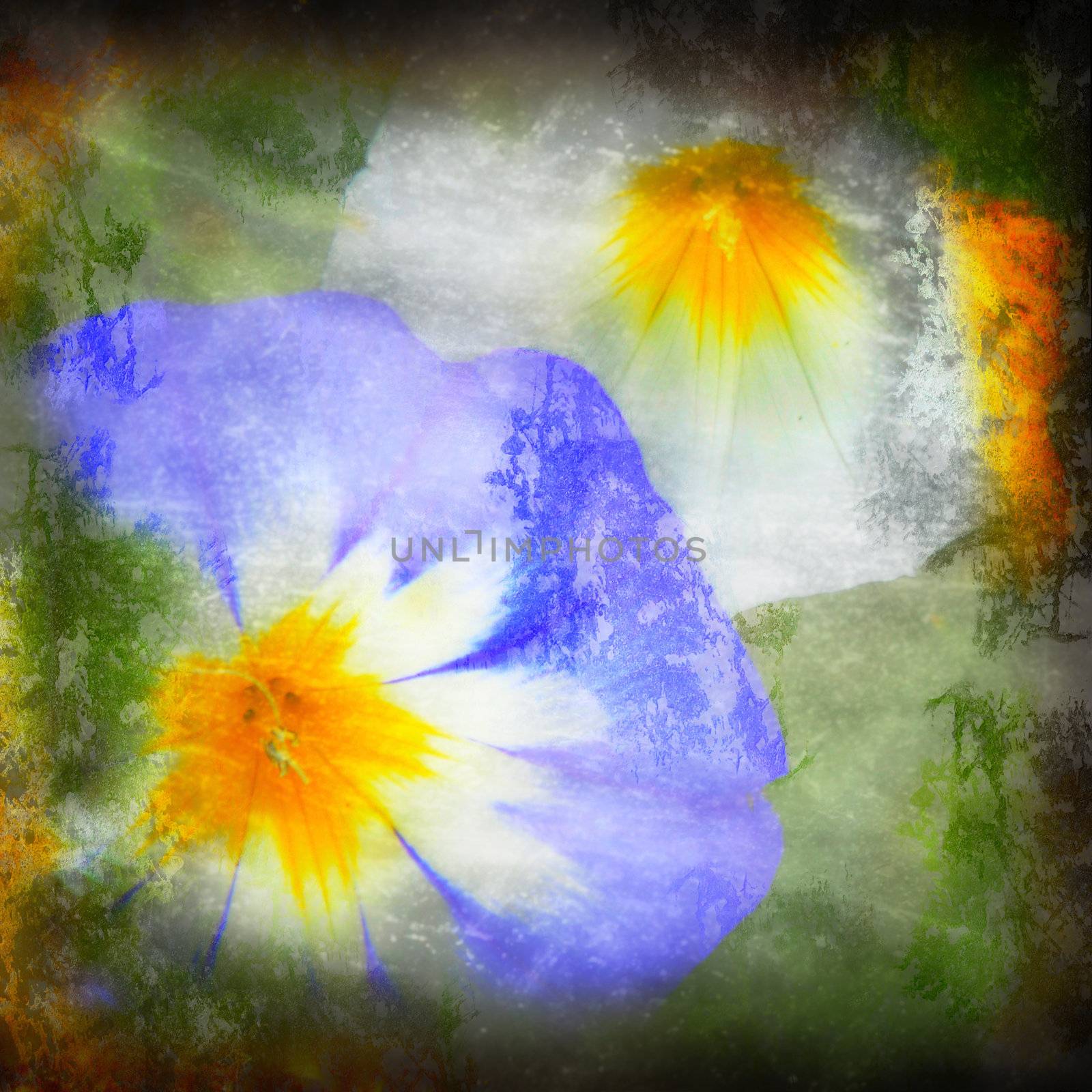 textured grunge background with two bellflowers