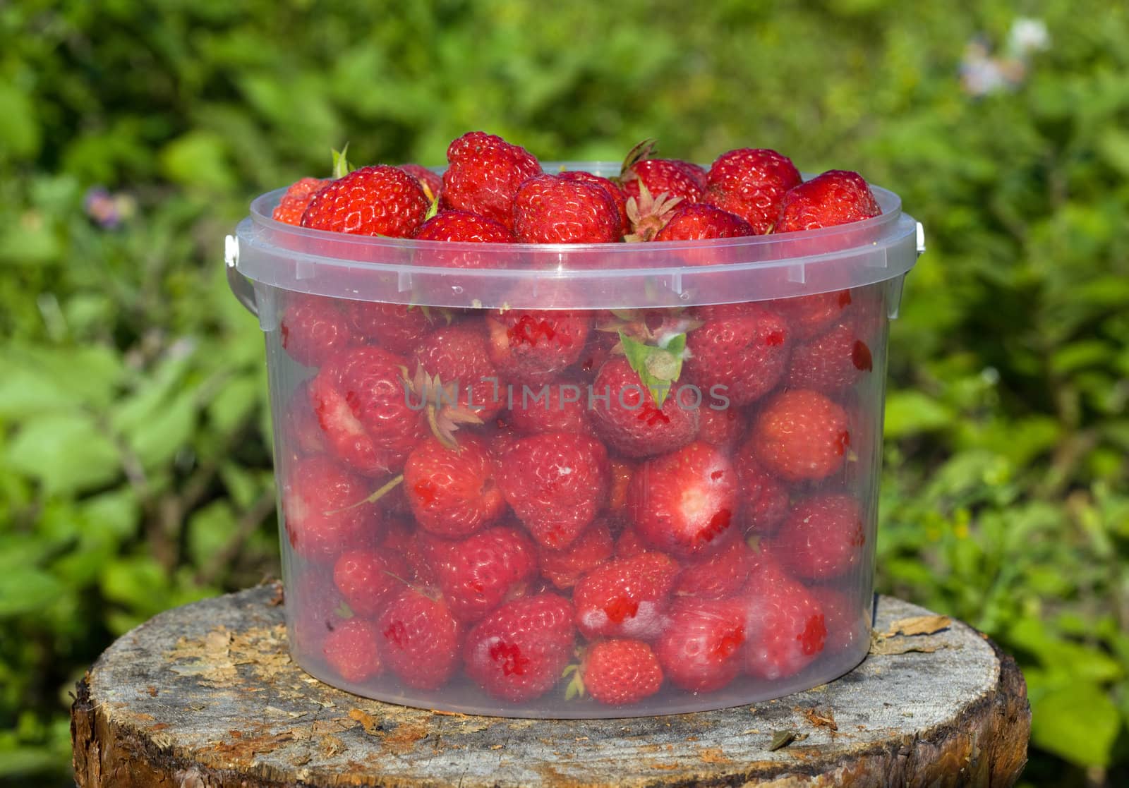 Ripe strawberries had just collected from the garden