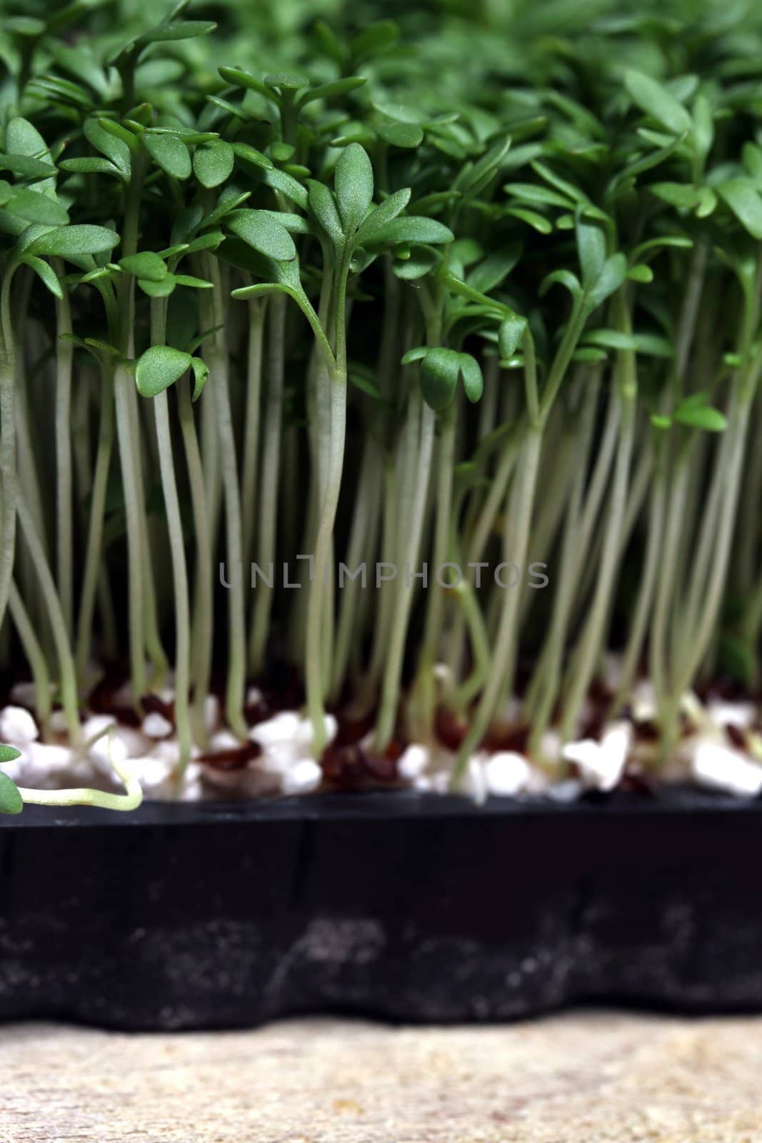 fresh cress