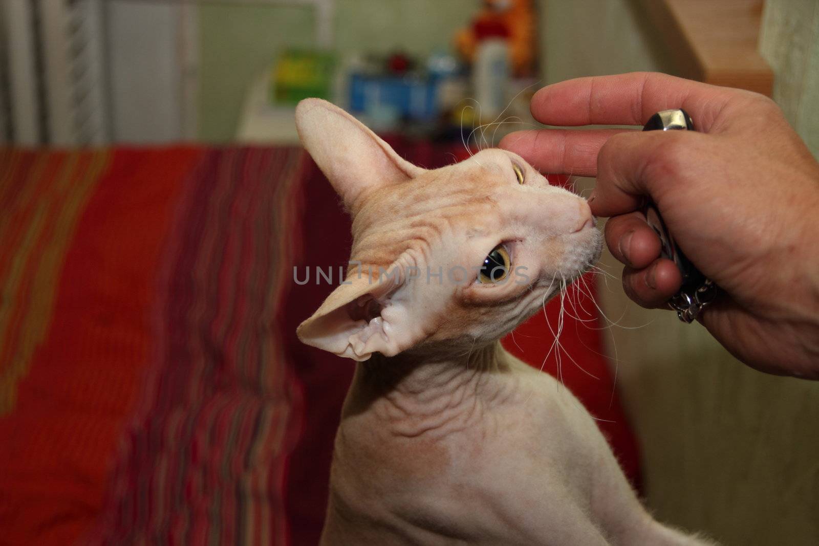 charming bald, gray cat is locking great