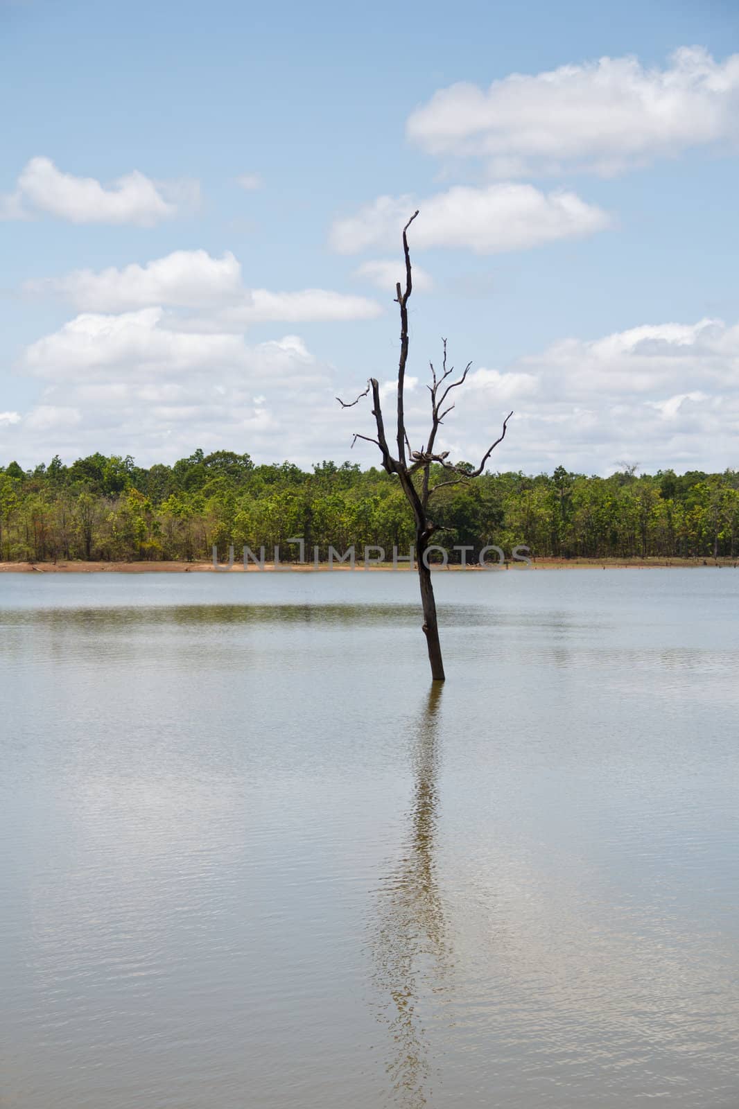 Standing dead trees in the lake