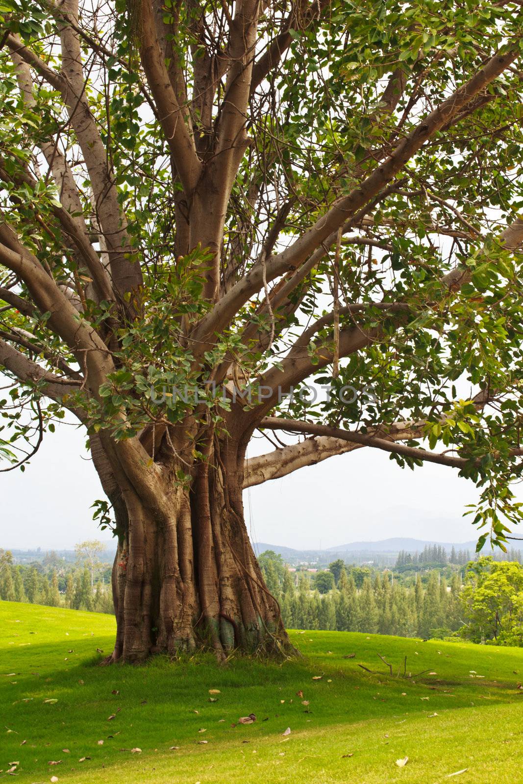 Trees that were several years in the wild