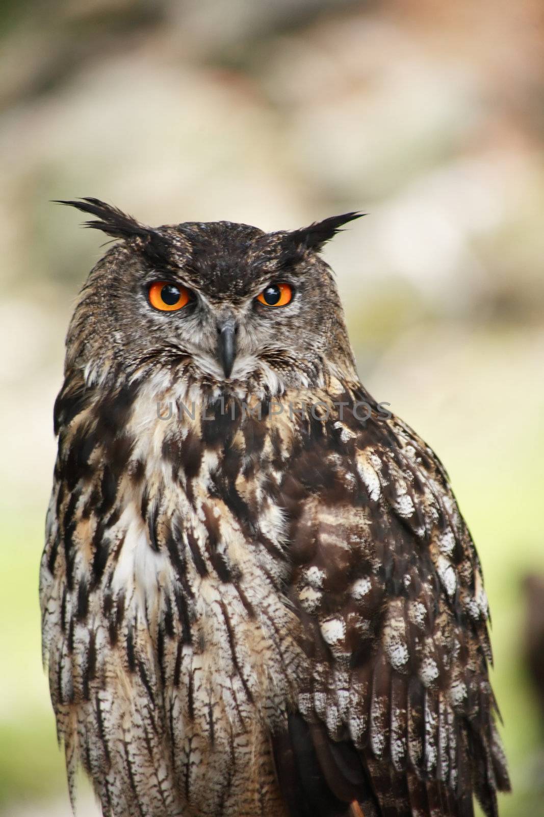 Portrait of big beautiful horned owl with orange eyes