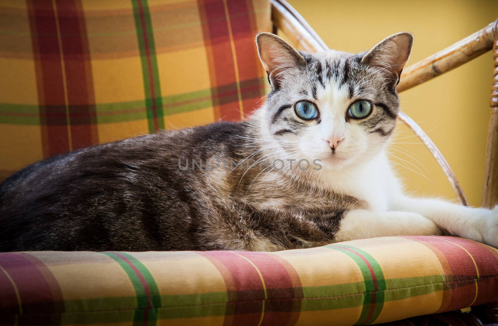 Beautiful cat resting on a elegant wicker chair; daylight.