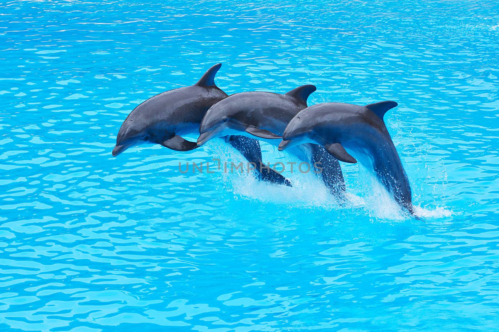 Three Bottlenose Dolphins, Tursiops truncatus, leaping in formation