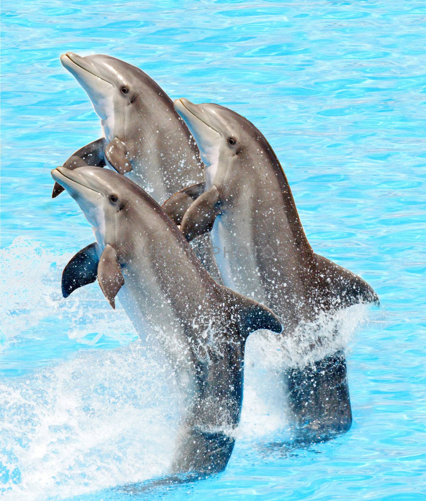 A group of bottlenose dolphins performing a tail stand